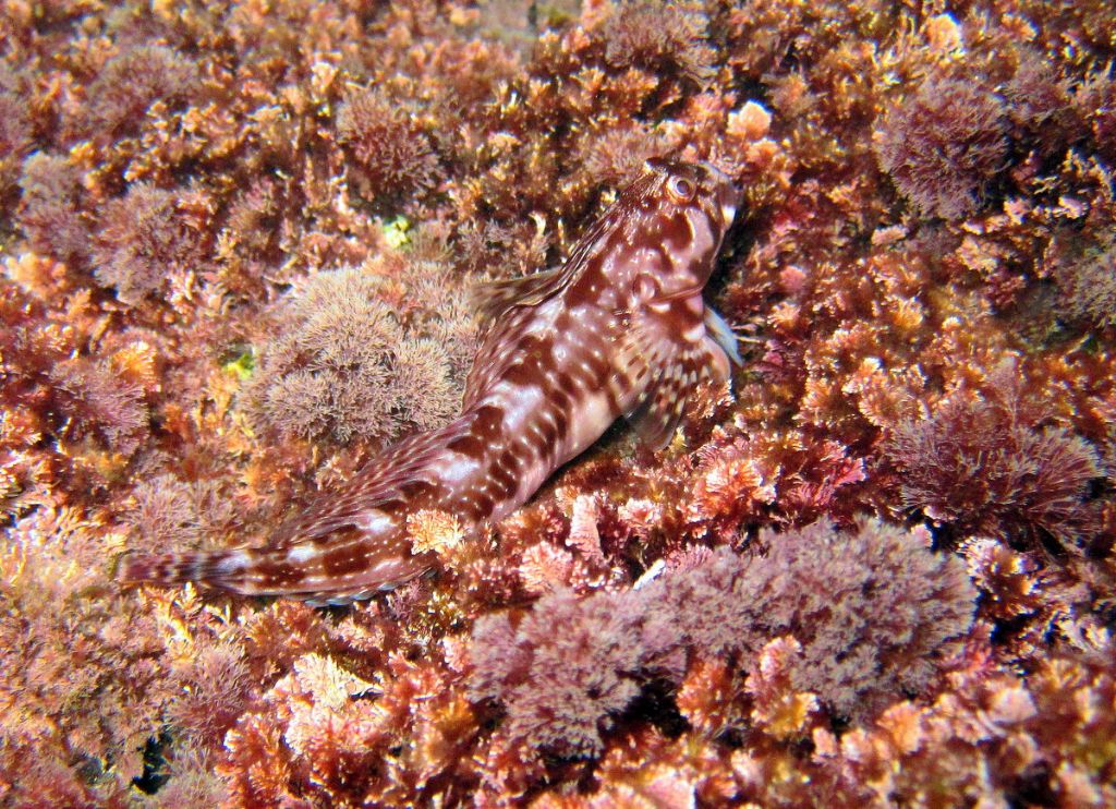 Scartella cristata dalla Tunisia